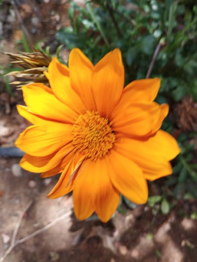 A close-up shot features a vibrant orange daisy in full bloom, its petals radiating outwards from a textured, darker orange center. The flower is positioned slightly off-center to the right, with its lower petals extending towards the bottom right corner of the frame. The background is softly blurred, creating a shallow depth of field that emphasizes the flower. Behind the daisy, there is a mix of green foliage and brown, earthy ground, suggesting an outdoor setting. To the left of the flower, some dry, spiky plant material is visible, adding a touch of texture and contrast. The lighting appears to be natural sunlight, illuminating the petals and creating subtle highlights and shadows. There is no text visible in the image. The overall impression is one of natural beauty and the simple elegance of a blooming flower in an outdoor environment. Given the context of Zikhron Yaakov, Israel, this scene likely depicts a garden or a natural landscape in the region.