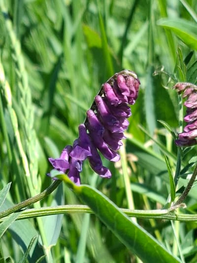 A close-up shot captures a vibrant purple flower with delicate petals clustered on a stem. The flower is the primary subject, positioned slightly off-center to the left and angled towards the right. Its rich purple hue contrasts with the lush green foliage that surrounds it, creating a natural and serene setting. The background is a soft blur of green, suggesting a garden or a wild meadow.

The lighting appears natural, hinting at a bright, sunny day, possibly late morning or early afternoon. The shadows cast by the flower and stem indicate the direction of the light. There are no visible people or any specific objects other than the flora. The scene is tranquil and peaceful, evoking a sense of nature's beauty.

The flower itself is detailed, showing the intricate structure of its petals and how they are arranged in a spiral pattern. Some petals are tightly furled, while others are beginning to unfurl. The stem is slender and green, with a few smaller leaves or buds visible. A second, less defined purple flower cluster is visible in the upper left corner, adding depth to the composition.

The overall impression is one of a close encounter with nature, focusing on the delicate beauty of a single bloom. The location context of Toguz-Bulak, Kyrgyzstan, suggests a potentially rural or mountainous environment, which aligns with the natural, uncultivated appearance of the scene. No text is visible in the image.