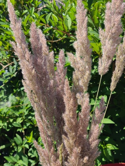 A close-up, eye-level shot captures a cluster of dried ornamental grass plumes against a blurred background of lush green foliage. The grass plumes are a dusty rose color with subtle purple and beige undertones, displaying a feathery, wispy texture. The light casts gentle shadows across the scene, highlighting the delicate structure of the grass. The environment appears to be an outdoor setting, likely a garden or park in Mala Pereshchepyna, Ukraine, bathed in the warm light of a sunny day. No people or specific actions are visible.
