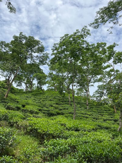 This is a vertical, medium-shot, eye-level, natural light photograph taken at a tea estate in Sylhet, Bangladesh. The image showcases rolling hills covered in meticulously maintained tea bushes, which form neat, verdant rows ascending the slopes. The tea bushes are a vibrant green, with lighter green new growth visible in patches. Scattered throughout the tea fields are tall, slender trees with full canopies of green leaves, their trunks appearing greyish-brown and their branches reaching towards the sky.
The foreground is dominated by more tea bushes, with some taller, wilder vegetation to the left. The midground and background are filled with the undulating landscape of the tea estate, interspersed with the trees. Above the hills and trees, a bright sky is visible, filled with scattered, wispy white clouds against a light blue background. The overall impression is one of natural beauty and agricultural cultivation. No people or animals are visible in the frame.