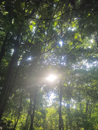 The image is a low-angle shot looking up into a dense forest canopy. Sunlight streams through the leaves, creating lens flare and highlighting the vibrant green foliage. The trees are tall and slender, with dark bark. The overall impression is one of dappled light and shadow, suggesting a warm, sunny day. The location is identified as Perevoloki, Russia, though no specific landmarks or urban elements are visible to confirm this. There are no people or animals in the frame. The environment is exclusively natural, dominated by trees and vegetation.
