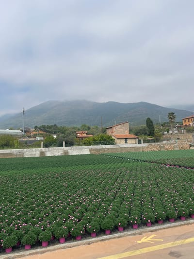 The image depicts a field of potted plants with pink flowers, likely daisies, arranged in neat rows. The pots appear to be a uniform magenta color. Adjacent to the field is a paved area with a yellow pedestrian crossing symbol. In the background, there's a hillside partially obscured by low-hanging clouds. There are several buildings visible on the hillside, including what seems to be a residential house with an orange-tiled roof. The scene is likely located in Albenga, Italy, based on the setting. The overall environment suggests an agricultural or horticultural operation near a residential area.