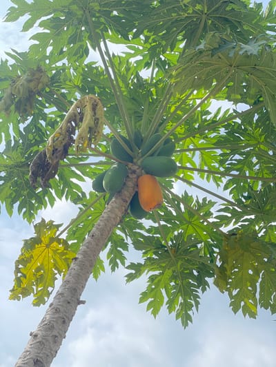 The image depicts an upward-angled view of a papaya tree (Carica papaya) in Kumbang, Indonesia, against a partially cloudy sky. The tree's light gray, textured trunk extends diagonally from the lower left towards the upper right. A cluster of papaya fruits is visible near the top of the trunk: approximately twelve green, unripe papayas are present, along with one distinct, ripe orange papaya. The tree features numerous large, palmate green leaves, with some displaying yellowing or desiccation, particularly in the upper left quadrant where several dried, brown, and curled leaves are evident. No people, animals, or man-made objects are present.