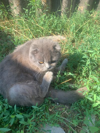A grey Scottish Fold cat is sitting in lush green grass. The cat is curled up with its head resting on its paw, and its eyes are partially closed. The background consists of a grey, corrugated surface, possibly a fence or wall, and more green vegetation. The lighting suggests it is daytime, with sunlight casting shadows on the cat and grass. The scene appears to be outdoors in a natural setting.