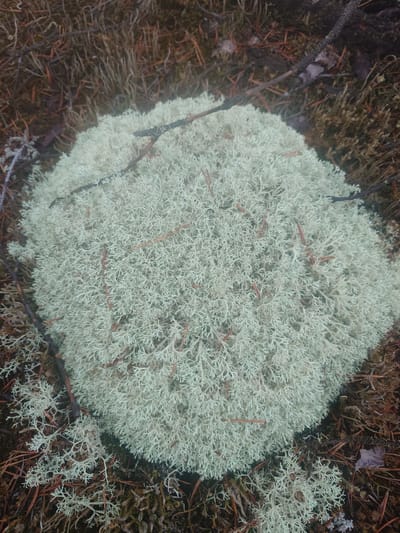 This media file captures a close-up, top-down view of a cluster of light-colored lichen, likely Cladonia rangiferina (reindeer lichen), growing on the forest floor. The lichen is pale, almost white or light gray, with a highly branched, shrub-like structure. It is interspersed with small, dry, reddish-brown pine needles and a few thin, dark twigs, suggesting a forest environment. The ground beneath the lichen appears to be composed of dark soil and organic matter, with some areas of darker, possibly mossy growth. The overall impression is of a natural, undisturbed woodland setting.
The image does not depict any people or specific activities. The lighting suggests it might be a cloudy day or a shaded area within the forest, as there are no strong shadows. The visual textures of the lichen and the surrounding forest floor are the most prominent elements. The image is likely taken in a temperate forest region, consistent with the location context of Suru, Estonia. There is no visible text in the image.
