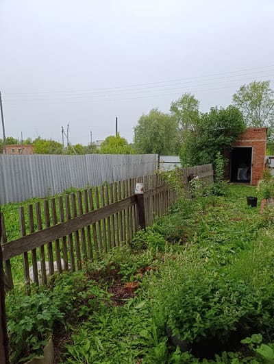 The image depicts an overgrown backyard with a wooden picket fence in the foreground. Behind the fence, a tall corrugated metal fence runs horizontally across the scene. To the right, there is a small, dilapidated brick building with an open doorway. Various plants and weeds are growing abundantly throughout the yard. The sky is overcast and gray, suggesting a cloudy day. The location is identified as Novoseletsk, Russia.
