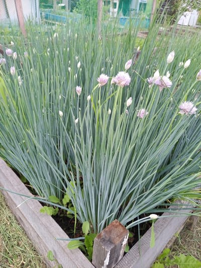 In Pankrushikha, Russia, an overhead, medium shot captures a wooden planter box filled with blooming chives. The chives exhibit dense, green, blade-like leaves, interspersed with delicate purple and white flowers in various stages of bloom, some appearing as closed buds and others fully open and fluffy. The planter box itself is constructed from weathered, light-colored wood, forming a triangular shape. Surrounding the planter, dry grass and sparse green foliage are visible, suggesting an outdoor garden setting. In the background, a green mesh fence and hints of structures are present, characteristic of a rural or suburban environment. The overall lighting suggests daylight conditions.