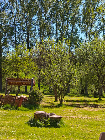 The image depicts an outdoor scene in Foameix-Ornel, France. The foreground features a grassy lawn dotted with white and yellow wildflowers. Two tree stumps are present in the lower center of the frame, with small patches of vegetation growing around them. To the left, there's a wooden structure with a tiled roof, seemingly for storing firewood. A pile of red tiles leans against the structure.
In the midground, a row of trees with varying heights and foliage densities occupies the space. Some of the trees appear to be taller and more mature, while others are smaller and bushier. The background shows a slightly elevated, grassy area further into the distance. The sky is visible through the trees, suggesting a sunny day.