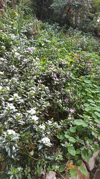 A lush garden scene presents a vibrant tapestry of greenery and blossoms. Pink and white flowers intermingle amidst foliage, creating a dense floral display. Larger, rounded leaves add textural contrast, while vines climb towards rock formations. A touch of yellow peeks through, hinting at further botanical diversity within the overgrown landscape. The scene evokes a sense of natural abundance.