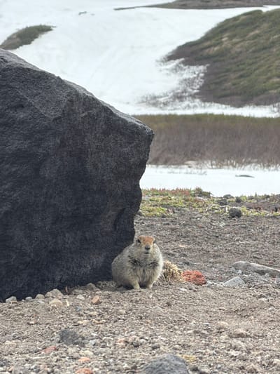 A small, fluffy, brown and tan rodent sits on a rocky, gravelly surface in front of a large, dark gray rock. The rodent is facing forward with its eyes open. The ground is covered in small stones and pebbles, with some sparse green and pink vegetation scattered throughout. In the background, there are patches of snow on rolling hillsides covered in light brown brush and trees. The scene appears to be in a natural, outdoor environment.