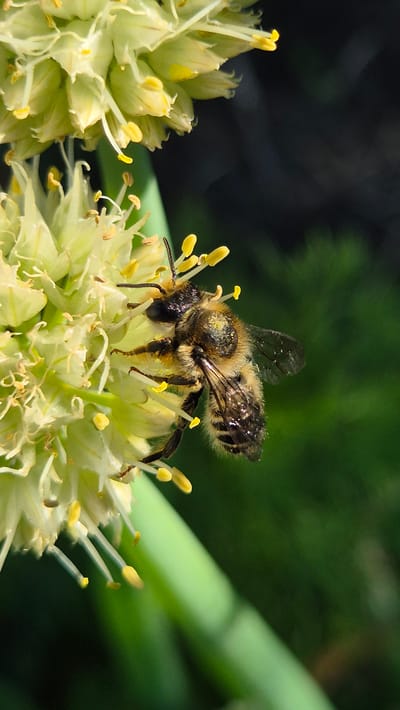 A close-up, macro photograph shows a bee on a light green flower with yellow stamen. The bee is fuzzy and brown with black markings, and it has pollen on its legs and body. Its wings are clear with a slight shimmer. The flower has many delicate petals and stamen, giving it a fluffy appearance. In the background, there is dark green foliage, blurred out of focus, suggesting it is outdoors in a natural setting. A large, blurred green stem or leaf runs diagonally across the right side of the frame. The lighting indicates it is daytime, with bright sunlight illuminating the bee and flower. The focus is sharp on the bee and the flower it is perched on, creating a shallow depth of field. The setting appears to be a garden or natural landscape in Bulatovo, Russia. No text is visible in the image.