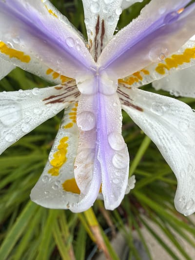 A macro photograph depicts the central portion of a *Dietes iridioides* flower, commonly known as an African Iris, entirely covered in numerous transparent water droplets of varying sizes. The three visible outer petals are white, each presenting a distinct yellow blotch near its base and several thin, dark reddish-brown striations extending inward. Three pale lavender-purple style arms are centrally positioned, also densely beaded with water. The background consists of blurred, vibrant green, strap-like foliage. No animate subjects or dynamic actions are present within the frame. The scene is located in Rancho Palos Verdes, United States of America.