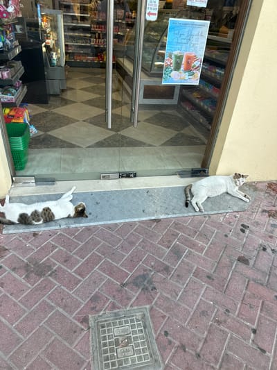 Two cats are resting on a metal ramp in front of a store entrance. The store appears to be a convenience store or small market, with shelves of products visible through the glass doors. A promotional poster for "HEALTHY SUMMER REFRESHMENT" featuring juices and produce is displayed on the glass. One cat is lying on its back, stretching, while the other is lying on its side. The ground is paved with reddish-brown brick pavers, and a metal grate is visible in the lower right corner. The scene appears to be outdoors, possibly during the day, with natural light. There is no clear indication of the weather, but the cats' relaxed posture suggests a comfortable temperature. The overall setting is a street-level storefront in a public area.