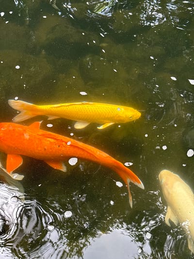 A top-down, close-up shot captures three koi fish swimming in a pond. The pond water is murky and greenish-brown, with patches of bright light reflecting off the surface and small white bubbles scattered throughout. The fish are in varying shades of orange, yellow, and white. The orange koi is the largest and closest to the viewer, positioned horizontally across the bottom of the frame, its head obscured. Above and behind it, a bright yellow koi swims parallel, its head facing left and its body extending towards the top right. To the right of the orange koi and slightly further back, a pale yellow or white koi is visible, its head turned towards the left and its body angled away. The reflections on the water's surface suggest overhead foliage. The scene is likely located in Xinzheng, China, a city known for its historical significance and beautiful gardens.