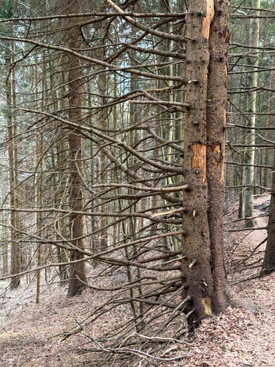 The image depicts a forest scene, possibly in the vicinity of Luče, Slovenia. A fallen tree trunk lies horizontally across the frame. The trunk has numerous smaller branches extending downwards, towards the ground. In the background, there is a dense cluster of tree trunks, creating a blurred forest scene. The right side of the scene shows leaf litter on the ground. The photograph is rotated.