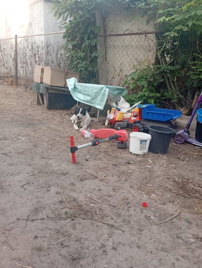 A black and white dog lies on the dirt ground in front of a chain-link fence covered in ivy. To the dog's left are two cardboard boxes on top of a wooden structure covered with a light green and white patterned cloth. To the dog's right are several toys, including a blue dump truck, a red scooter, and a red and yellow airplane toy. A white bucket and a black bucket sit near the toys. In the background, a concrete wall and vegetation are visible. The scene appears to be an outdoor yard in Ovidiopol, Ukraine.