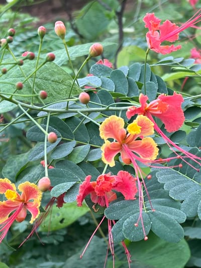 Bright, flamboyant blossoms in shades of red, orange, and yellow dot a backdrop of deep green foliage. The flowers, possibly Pride of Barbados, feature long, spindly stamens extending outward, adding to their exotic appeal. Small, round buds suggest ongoing growth and a promise of future blooms. The leaves display a delicate, rounded shape, creating a soft contrast to the vibrant colors of the flowers.