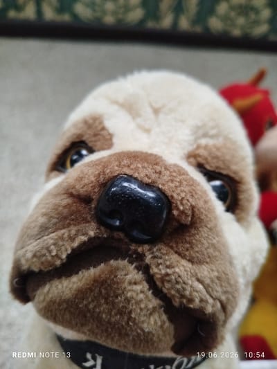 This is a close-up, eye-level, indoor shot of a plush toy dog's face. The dog is a light tan and brown color, with large, black, shiny eyes and a black nose. The fur texture is soft and visible. In the background, out of focus, are other plush toys, one appearing red and another yellow. A black collar is visible around the dog's neck. The bottom left corner of the image shows text that reads "REDMI NOTE 13", and the bottom right corner shows a date and time stamp: "19.06.2026 10:54". The scene is a domestic indoor setting, likely a home environment, but there is no indication of the city of Асан-Чек, Kyrgyzstan within the image itself.