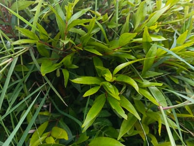The image displays a close-up, high-angle view of dense green foliage located in Suối Đục, Vietnam. The scene is dominated by two primary types of interwoven plants. The central subject is a plant with numerous light green, lanceolate to ovate-lanceolate leaves, some displaying minor insect damage evidenced by small, irregular perforations. The stems connecting these leaves exhibit reddish-brown coloration. Interspersed within and around this plant are longer, slender blades of dark green grass, filling the entirety of the frame. The environment is natural and uncultivated, with no discernible people, animals, or man-made objects present. The lighting suggests natural daylight conditions.