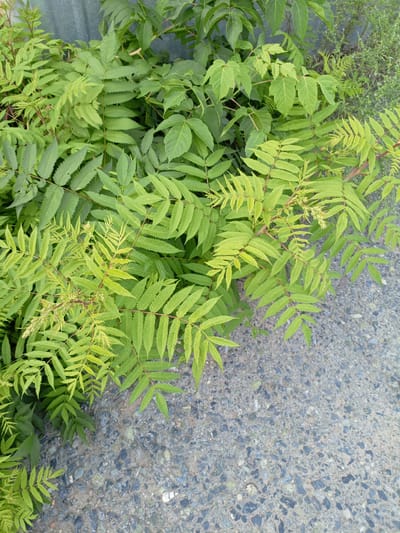 This is a medium-shot, eye-level, outdoor photograph taken during daylight. The scene is dominated by lush, green foliage, specifically compound leaves with serrated edges. The plants are vibrant and appear healthy, with some leaves showing a lighter, yellowish-green hue, suggesting new growth. The vegetation is dense and occupies the left and upper portions of the frame.

The right and lower portions of the image reveal a textured surface that appears to be asphalt or concrete, characterized by a mix of small, dark and light-colored stones embedded within a grey matrix. The ground surface is uneven and shows signs of wear.

In the background, a muted, grey, corrugated surface is visible, likely a fence or wall. The overall environment suggests an urban or semi-urban setting where vegetation is growing alongside a paved area. The specific location in Shadrinsk, Russia, cannot be definitively determined from the visual information alone, as there are no identifying landmarks or specific cultural markers present in the image.