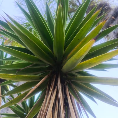An upward-angle, close-up shot captures the spiky, green leaves and brown, dry, hanging fronds of a plant, possibly a Yucca, against a bright, slightly hazy sky. The leaves are long and pointed, with some exhibiting yellowing and browning tips. The background shows out-of-focus foliage and possibly palm fronds, suggesting an outdoor environment. This plant is located in the city of Los Teques, Venezuela.