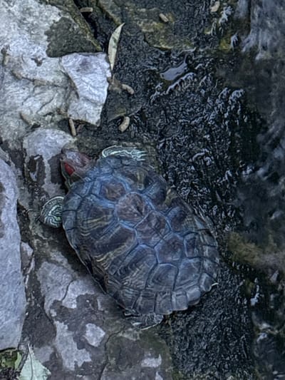 This is an overhead, close-up, eye-level shot of a red-eared slider turtle resting on rocks near water. The turtle's shell is dark with intricate patterns and bluish-green hues. Its head is red, and its legs are visible, with one front leg extended towards the left. The turtle is partially on a wet, dark surface that appears to be shallow water or mud, and partially on rough, grey rocks. Some small, dark, elongated objects are scattered on the ground near the turtle, possibly food scraps or debris. A dried leaf is also present on the rocks to the left of the turtle. The overall lighting suggests an overcast or shaded environment, possibly in the late afternoon or early morning. The scene is natural and appears to be in an outdoor setting, with the water and rocks indicating a pond, stream, or similar aquatic habitat. There is no visible text in the image.
