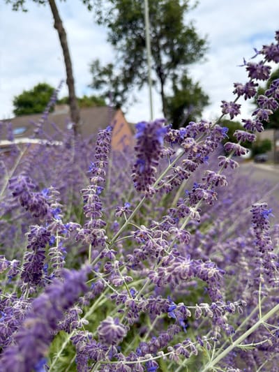 The image shows a close-up view of blooming purple flowers, likely Russian sage, with their delicate petals and fuzzy texture. The flowers are densely clustered on thin stems, creating a soft, blurred effect in the foreground and background. In the distance, a residential building with an orange-tiled roof and a dormer window is visible, along with mature trees and a street with a parked car. The sky above is overcast with scattered clouds. The setting appears to be a residential area in the city of Melick, Netherlands, where the flowers are planted along a street or in a garden.