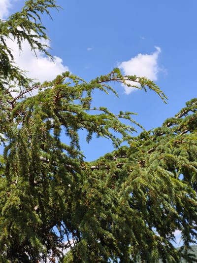 The image shows a close-up view of branches of a cedar tree against a blue sky with scattered white clouds. The branches are laden with green needles, characteristic of conifers. Some small brown cones are visible among the foliage. The lighting suggests it is daytime, likely sunny. There are no people, animals, or man-made structures visible in this frame. The image is a naturalistic depiction of a portion of a tree. The location is stated as Passignano sul Trasimeno, Italy, but this cannot be visually confirmed from the image content alone.