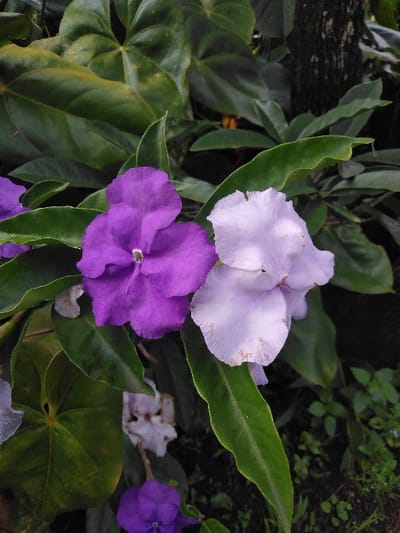 The image depicts a close-up, vertical view of flowering vegetation located in El Rincón de Monagas, Venezuela. The central focus features two five-petaled flowers characteristic of the *Brunfelsia* genus. The flower on the left is a vibrant deep purple with a small white-yellow pistil visible in its center. The flower to its right is a lighter, faded lavender to off-white, exhibiting minor brownish discoloration on its petals.
These flowers are embedded within dense green foliage. Numerous leaves of varying shades of green, from deep emerald to lighter hues, are visible. Some leaves are broad and ovate, displaying prominent venation, particularly in the upper left, while others are more elongated. In the upper right quadrant, a portion of a dark brown, textured tree trunk is discernible amidst the leaves. The lower section of the image shows additional smaller flowers, both purple and pale, along with more green leaves, indicating a larger plant or shrub. No human, animal, or man-made objects are present.