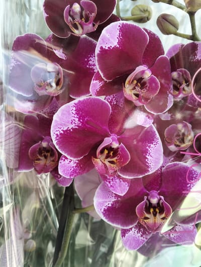 This is a close-up, vertical, eye-level shot of several dark pink and white orchids, many of which are in bloom. The flowers are tightly packed together and appear to be displayed in a plastic wrapper, creating reflections and distortions. The orchids have distinctive deep pink to magenta petals with white tips and speckled white markings. The centers of the flowers are a lighter pink with yellow and dark brown accents. Some buds are visible in the upper right of the frame, appearing green and rounded. The background is out of focus but suggests a bright, possibly indoor setting. The overall impression is one of vibrant floral beauty, perhaps at a flower shop or market. There are no people visible, and the scene appears to be a still life arrangement of the flowers. No time of day, weather, or specific location cues beyond the general context of "Congaz, Moldova" are discernible from the image itself. No text is clearly visible, although there may be faint reflections of text from the plastic packaging.
