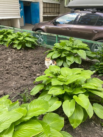 A calico cat is nestled among large, green hosta plants in a garden bed. The cat has patches of white, orange, and brown fur, and its face is turned towards the camera. Behind the garden, a brown car is parked next to a building with blue doors and a metal fence. The scene appears to be outdoors on a sunny day. The image is oriented vertically, with the car and building on the left and the garden on the right.
