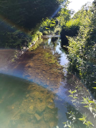 The image depicts a tranquil stream flowing through a verdant natural setting, likely in Achern, Germany. The water is clear, revealing a rocky bed and aquatic plants below the surface. Sunlight streams through the dense foliage of trees lining both banks, casting dappled shadows on the water and creating a sense of warmth and natural beauty. A rainbow-like glare, likely from the sun's reflection, adds a touch of color and ethereal light to the scene, particularly on the left side of the image.
The banks of the stream are overgrown with lush green vegetation, including nettles and other plants, suggesting a wild, untamed environment. The trees are full of leaves, indicating it is likely summertime or late spring. The overall impression is one of peace and serenity, with the gentle flow of the water and the abundance of nature creating a calming atmosphere. There is no visible text in the image, and no people or specific objects are featured prominently. The time of day appears to be mid-morning or afternoon, judging by the angle and intensity of the sunlight. The weather seems pleasant and sunny.
