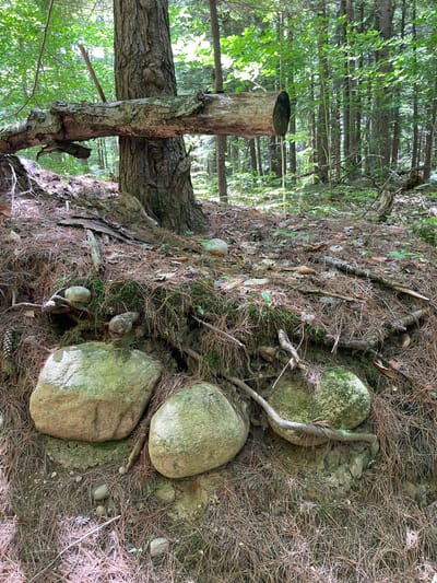The image depicts a forest floor in the city of Greig, United States. A thick tree trunk stands in the center, with a fallen log precariously balanced horizontally across its midsection. The ground is covered with a dense layer of pine needles, fallen leaves, and moss. Several large, moss-covered rocks are visible in the foreground, nestled amongst exposed roots and soil. The background is filled with a dense stand of tall trees, their trunks forming vertical lines receding into the shaded depths of the forest. Sunlight filters through the canopy, creating dappled light on the forest floor and illuminating patches of green foliage. No people are present in the image.