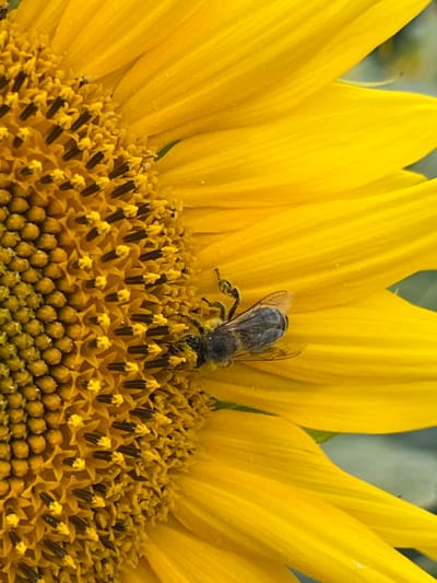 A close-up, eye-level, vertical shot captures a bee foraging on a sunflower. The bee, a dark-colored insect with visible wings, is positioned on the right side of the flower's center, partially obscured by yellow pollen. The sunflower's face is prominently featured, with its bright yellow petals extending towards the right side of the frame. The central disk of the sunflower is a dense arrangement of small, tightly packed florets in shades of yellow and brown. The background is a soft blur of green and gray, suggesting an outdoor environment. No discernible structures or human activity are present to indicate a specific location within Hrabovets, Ukraine.