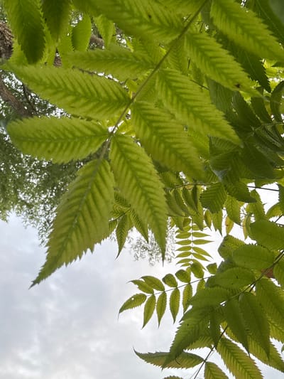 The image captures a low-angle view of vibrant green leaves from a tree against a cloudy sky. The leaves are serrated and appear to be from a compound leaf structure, with multiple leaflets arranged along a central stem. Sunlight filters through the foliage, highlighting the veins and creating a textured appearance on the leaf surfaces. In the background, slightly out of focus, are branches of another tree and the overcast sky. The overall impression is one of natural foliage, possibly in a park or garden setting, within the city of Energetik-2 SNT, Russia, given the context provided. There are no people or specific actions depicted, focusing solely on the botanical subject and its immediate surroundings.