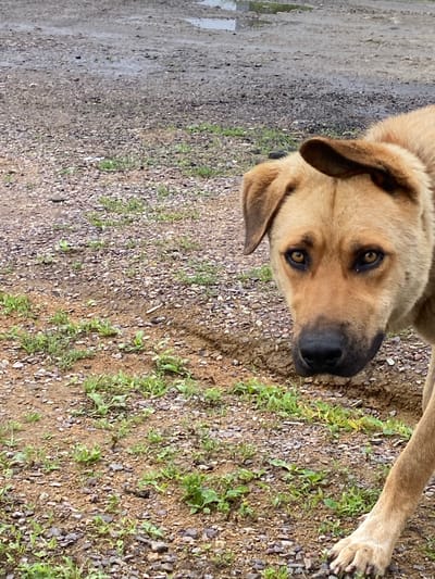 A tan-colored dog with dark eyes and floppy ears stands on a gravelly surface with sparse green vegetation. The dog is looking down and to the right, with its head tilted. Its right ear is bent over. The background is blurred and appears to be a dirt or gravel road with some puddles of water. The scene is outdoors, with no indication of any buildings or urban environment. The location in Kraskino, Russia is not discernable from the image.