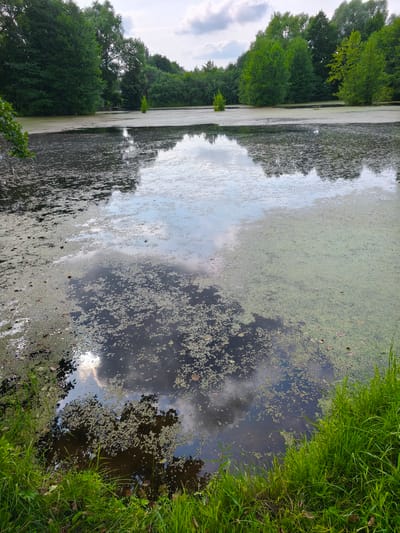The image depicts a natural scene of a pond in Dolzhikovo, Russia. The pond's surface is partially covered with green duckweed, interspersed with darker patches of open water reflecting the sky and surrounding trees. The water's edge is lined with lush green grass and some fallen leaves. In the background, a dense line of trees forms the perimeter of the pond. The sky above is partly cloudy, with a bright patch indicating sunlight. There are no people or animals visible in the image.