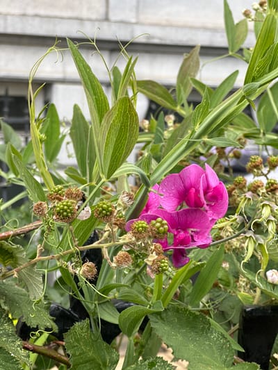 The image shows a close-up view of a pink sweet pea flower and blackberry brambles growing in a garden. The sweet pea flower is in full bloom and is surrounded by green foliage. The blackberry brambles have green berries growing on them. The image was taken in Brussels, Belgium, at the coordinates 50.848 latitude and 4.384 longitude. The image is slightly blurred, possibly due to the movement of the camera or the subject. The light is bright and the image is well-exposed. The background of the image is out of focus.
