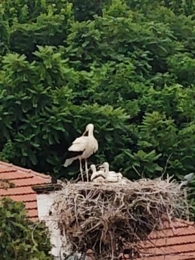 This photograph captures an adult white stork standing in a large, elaborate nest positioned on a tiled rooftop, with dense green foliage in the background. The scene is set in Kulata, Bulgaria.

The primary subjects are the storks. One adult white stork, characterized by its white body and visible dark flight feathers, stands upright in the center of the nest. Inside the nest, which is constructed from numerous sticks and branches, at least three smaller, lighter-colored stork chicks are visible, huddled together. The adult stork appears to be tending to or guarding its young.

Below the nest, a traditional reddish-brown tiled roof is partially visible, indicating the urban or semi-urban setting. The background is filled with lush, vibrant green trees, suggesting a natural environment surrounding the human habitation and likely a season of active growth, such as late spring or summer.

The image is captured during daylight hours, as indicated by the natural illumination. The overall focus is somewhat soft, giving a slightly painterly effect to the foliage. There is no visible text in the image.