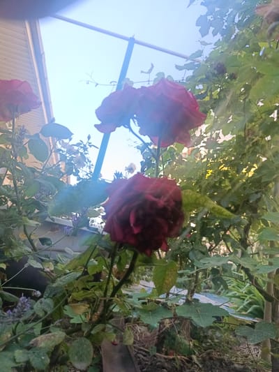 The image depicts a close-up of several red roses in a garden setting. The roses are in various stages of bloom, with some fully open and others still forming. Green leaves and some smaller purple flowers, possibly lavender, are visible surrounding the roses. In the background, a light-colored building with horizontal siding and a light blue sky are discernible. A thin, dark vertical pole or stake is present among the foliage. The overall impression is that of a natural, outdoor environment, possibly a residential garden. The image lacks any human presence or discernible action.