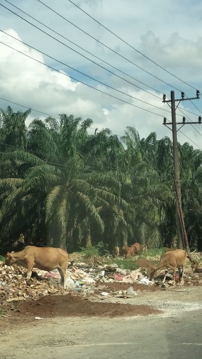The image depicts a roadside scene in Seumadam, Indonesia, characterized by a prominent display of refuse and several cows. A dense line of palm trees forms a backdrop to the scene, suggesting a tropical or subtropical environment. Overhead, power lines crisscross the sky, supported by a utility pole on the right side of the frame.

In the foreground, a dirt and gravel road runs horizontally across the bottom of the image. Adjacent to the road is a large accumulation of garbage, consisting of various plastic bags, wrappers, and other debris. Two light brown cows are visible foraging in the trash. One cow, on the left, is positioned in profile, facing left, and appears to be investigating the debris. Another cow, to the right, is also facing left and is actively eating from the trash pile. In the background, further into the trees, several more cows are partially visible, also appearing to be in the vicinity of the garbage. The ground around the trash pile is uneven, with patches of exposed soil and vegetation. The sky is partly cloudy, with streaks of white clouds against a pale blue background. The overall impression is one of environmental neglect, with livestock interacting directly with discarded waste.