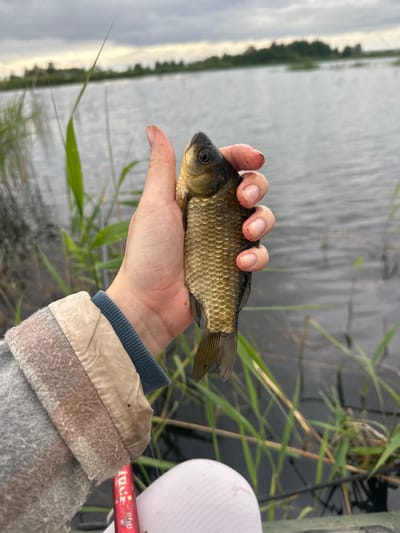 A close-up, eye-level, vertical shot shows a person's hand holding a small, golden-brown fish outdoors in Dubrova, Russia. The fish, which appears to be a crucian carp, is held horizontally by its body, with its head pointing left and its tail to the right. The fish is covered in scales and has a dark eye. The hand holding the fish is dirty and appears to have dirt under the fingernails. The person is wearing a grey, textured jacket with a light tan collar and a blue cuff. In the background, there is a body of water, possibly a lake or river, with tall green reeds along the edge. The sky is overcast and grey. A red object, possibly a fishing rod, is partially visible at the bottom of the frame, along with a white object, possibly a fishing hat.