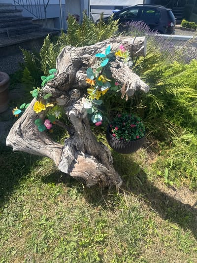The image depicts an outdoor scene, likely a garden, with a large piece of driftwood as a central decorative element. The driftwood is adorned with several artificial flowers in various colors, including yellow, pink, and blue. A small, dark woven basket containing artificial pink flowers hangs from the driftwood. Surrounding the driftwood are lush green ferns and other foliage. In the background, a black car is visible parked near a building with a staircase leading up to it. The ground is covered in dry and green grass, with some shadows cast from the surrounding vegetation and the driftwood. The location is identified as Treysa, Germany. There are no people visible in the image.