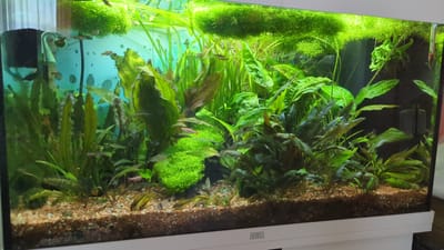 This is a full, eye-level, medium shot of a freshwater aquarium with lush green aquatic plants and several small fish. The aquarium is filled with a variety of plant species, including broad-leafed plants, tall, slender plants, and dense, moss-like clusters. Some of the plants have a darker, reddish-brown hue, while others are a vibrant green. The substrate is composed of small, mixed-colored gravel and a darker layer beneath. There are several fish visible, mostly small and slender, with striped patterns in shades of silver and black, and one with a red stripe. The lighting in the aquarium is bright, illuminating the plants and fish. A black filter outflow pipe is visible on the left side. The background is a pale, aquamarine color, with a subtle pattern of lighter circles, likely reflections or air bubbles. The aquarium is situated on a white stand with the "JUWEL" logo visible on the bottom right. The location is the city of Süpplingen, Germany.
