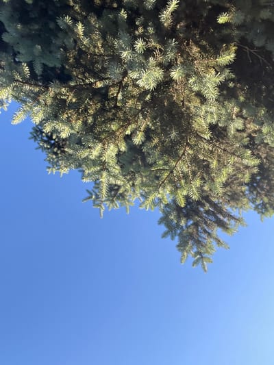 The image shows a close-up view of the branches and needles of a conifer tree against a clear blue sky. The perspective is from below, looking upwards. The branches are densely packed with needle-like leaves, with some light filtering through them, creating areas of shadow and highlights. The tree appears to be a type of spruce or fir, possibly a blue spruce given the slight blue-green hue of some of the needles. The sky is a uniform, bright blue, indicating a clear day with no clouds. The scene is natural and outdoors, with no signs of urban infrastructure or human activity. The context of Kiselyovsk, Russia, suggests this is likely a natural landscape within or near the city, given that Kiselyovsk is known for its surrounding forests and natural environment.