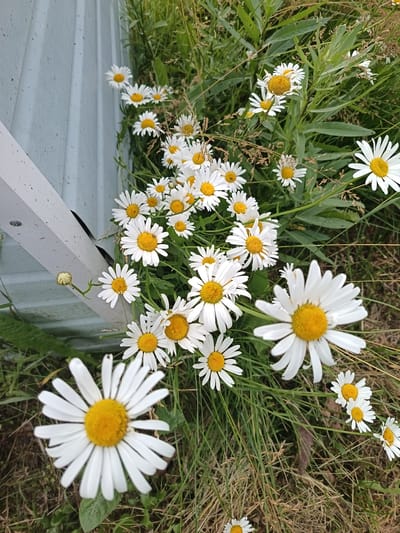 The image shows a cluster of daisies growing near a light blue wooden structure. The daisies have white petals and yellow centers. Some of the daisies are fully bloomed, while others are in various stages of development, including a single bud on a stem. The ground is covered in green grass and dry straw. The wooden structure appears to be a building or fence, with visible vertical planks and a white trim piece running diagonally. The scene is outdoors, and the lighting suggests it is daytime. There are no people visible in the image. The location is identified as Koryazhemka, Russia.
