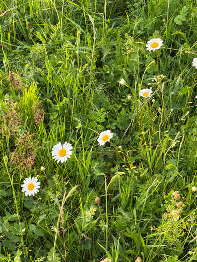 This is a high-angle, close-up shot of a grassy field with several white daisies scattered throughout. The scene is dominated by various shades of green, from the bright green of the grass blades to the darker green of the leaves. The daisies, with their characteristic white petals and yellow centers, provide pops of color against the verdant backdrop. Some of the daisies are in full bloom, while others appear to be buds or partially open. In addition to the daisies, there are other types of vegetation, including tall, slender blades of grass, broader leaves, and some dried seed heads, which add texture and depth to the composition.

The lighting suggests it is daytime, possibly morning or late afternoon, given the soft, diffused light and the long shadows cast by some of the grass blades. The overall impression is one of a natural, tranquil setting. There is no visible text in the image. The location context provided is Kutlu-Bukash, Russia, which is consistent with the appearance of a meadow or field common in such regions. The image does not depict any people or specific events, but rather a still life of nature.