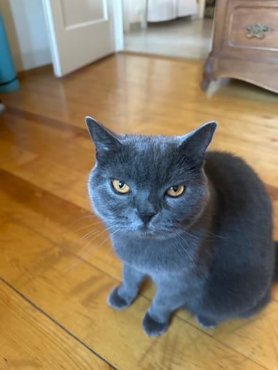 A short-haired gray cat with yellow eyes is sitting on a polished wooden floor. The cat is facing the camera and looking directly at the viewer. The background is blurred, but appears to be an indoor domestic setting with a white door on the left and a wooden dresser on the right. There are no discernible landmarks to indicate the city of Le Brassus, Switzerland.