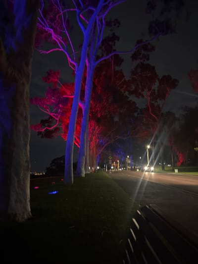 At night, the trees along a street in Kings Park, Australia are illuminated with red and blue lights. The tree trunks are white and the branches are bare. The leaves are illuminated with red and blue lights. The street is lit by streetlights. There is grass on either side of the street. A bench is visible on the right.