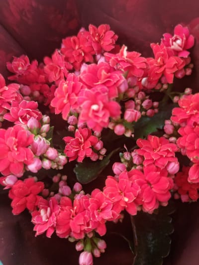 This is a close-up, overhead shot of a cluster of bright pink Kalanchoe flowers. The flowers are small and densely packed, with many layers of petals. Some of the flowers are fully bloomed, while others are still in bud. The petals are a vibrant pink, with some lighter pink and white accents in the center of the fully opened blooms. The background is a deep, rich red, which appears to be a pot or wrapping for the plant, and a dark green leaf is visible in the upper right corner. The lighting is soft, creating a slightly diffused and dreamy effect. There is no text visible in the image. The overall impression is one of lushness and vibrant color.